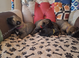 Irish Wolfhound pups