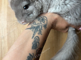 Tan velvet female kit and beige males