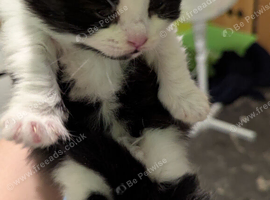 2 kittens for sale