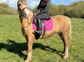 13.3H - 11Yo - Palomino - Mare