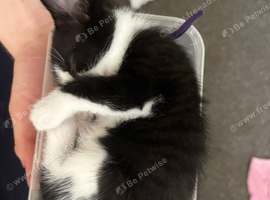 2 kittens for sale