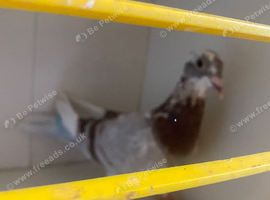 Brown bar Pigeon