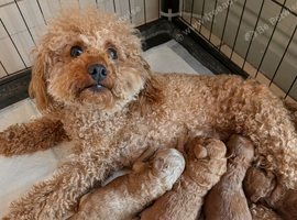 Beautiful Toy Poodle Puppies - Red & Apricot