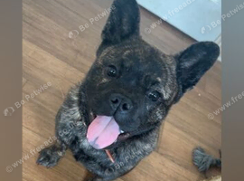 Frenchie x chow chow