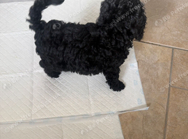 Miniature Labradoodle