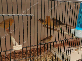 Canaries