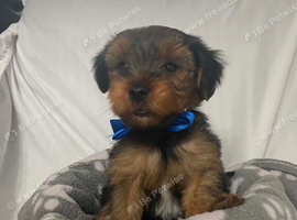 Must s@@ 2 absolutely beautiful Yorkshire terrier pups