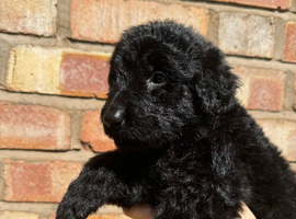 F1 Labradoodles