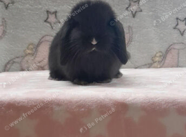 Stunning purebred mini lop rabbits