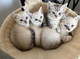 1 female 1 male left looking for there forever homes
