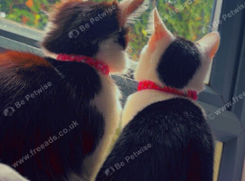 MISSING CAT 8 WEEKS