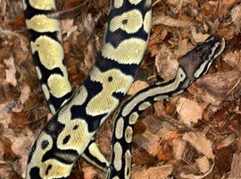 Ball pythons