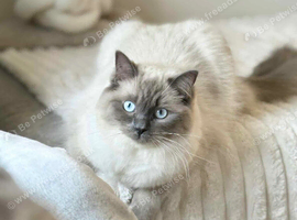 BLUE POINT RAGDOLL KITTENS!!