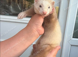 2 hob ferrets