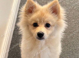 Pomeranian Puppy 6 months old