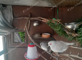 Diamond doves