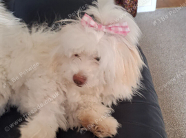 Bichon Maltese