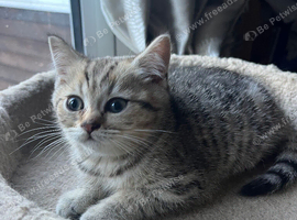 British shorthair male kitten