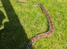 Unsexed ball python for sale