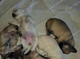 Chihuahua puppies