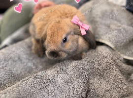 One Gorgeous Mini Lop Baby Ready now!