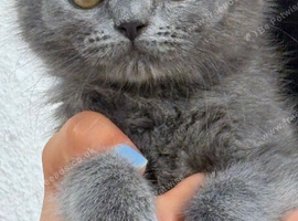 Scottish fold x BSH