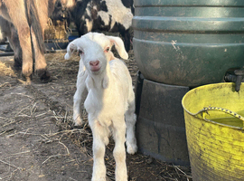 Baby&rsquo;s 10 weeks old goats boy in tacked and little girl goats for sale mum is toganburge