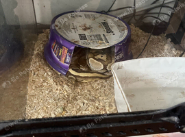 Pythons Male and female