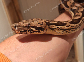 Adult dumerils boas