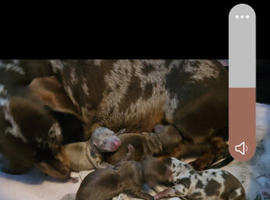 Miniature Dachshund puppy's for sale