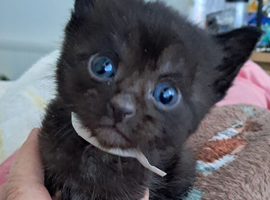 4 black kittens