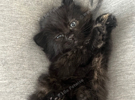 4 mixbreed kittens Ready to go NOW