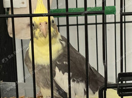 8 month old cockatiel