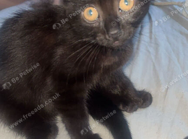 Kittens