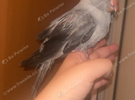 BABY INDIAN RING NECK FULLY TAMED AND FRIENDLY REDUCED &pound;450