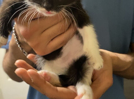 Kitties for sale