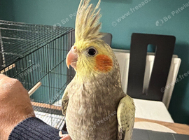 Friendly female baby cockatiel