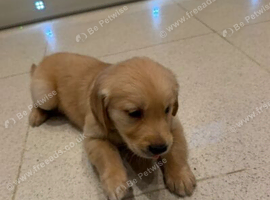 STUNNING GOLDEN RETRIEVER PUPPIES READY FOR LOVING HOMES