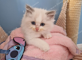 Ragdoll gcff kittens