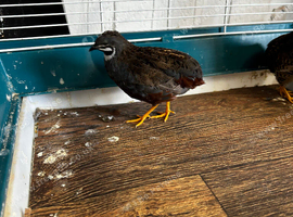 Button quail