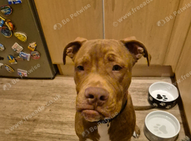 Staffy cross for sale