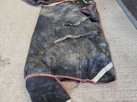 Premier equine