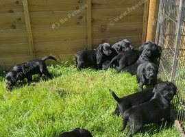 Springador pups available 27th July