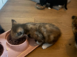 Kittens for sale