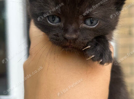 Stunning BSH KITTENS X