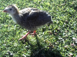 Guinea Fowl Keets different groups available
