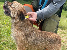 Border terrier (SLEM CLEAR)