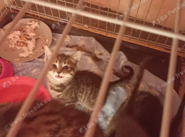 Grey tabby kittens