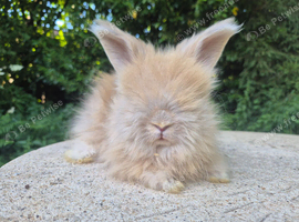 STUNNING MAXI FULL FACE ANGORA BABIES