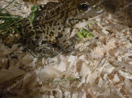 European marsh frog adult male